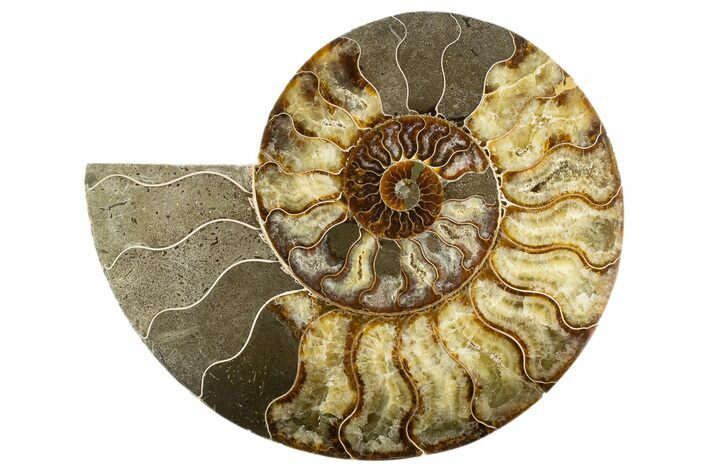 Cut & Polished Ammonite Fossil (Half) - Madagascar #323427